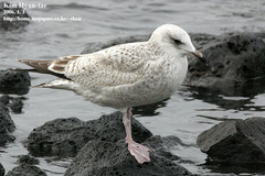 Larus argentatus vegae