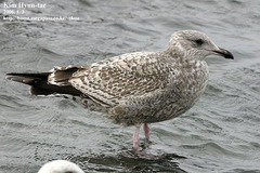 Larus argentatus vegae