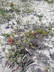 Codonorhiza micrantha