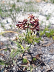 Codonorhiza micrantha