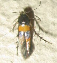 Stathmopodidae