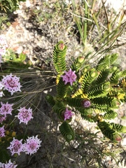 Pimelea ferruginea
