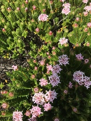 Pimelea ferruginea