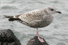 Larus argentatus vegae