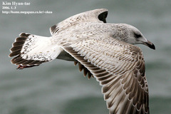 Larus argentatus vegae