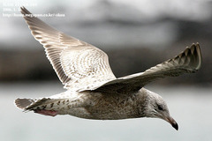 Larus argentatus vegae