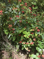Kennedia coccinea
