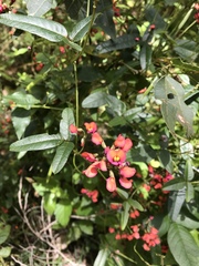 Kennedia coccinea