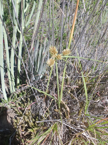 Cyperus congestus iNat (1)