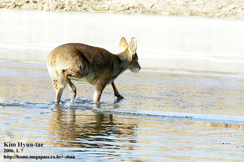 Water Deer