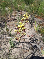 Tritoniopsis parviflora parviflora