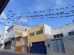 Tillandsia recurvata