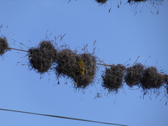 Tillandsia recurvata