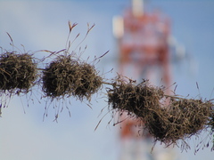 Tillandsia recurvata
