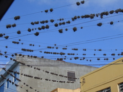 Tillandsia recurvata