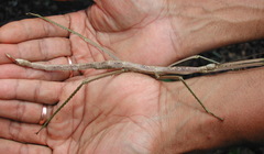 Nesiophasma