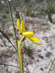 Bobartia filiformis