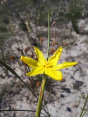 Bobartia filiformis