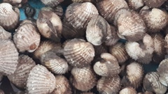 Tegillarca granosa
