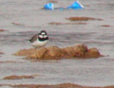 Charadrius hiaticula