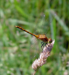 Sympetrum