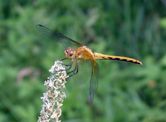 Sympetrum
