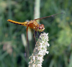 Sympetrum