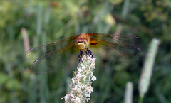 Sympetrum