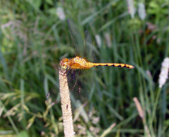Sympetrum