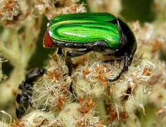 Leucocelis haemorrhoidalis