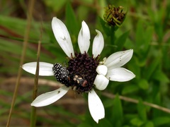 Gerbera piloselloides