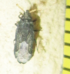 Aradus flavicornis
