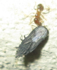 Aradus flavicornis