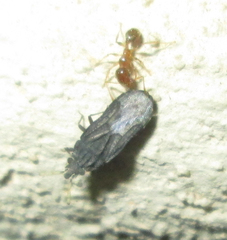 Aradus flavicornis