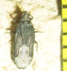 Aradus flavicornis