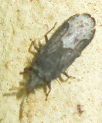 Aradus flavicornis