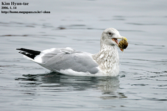 Larus argentatus vegae