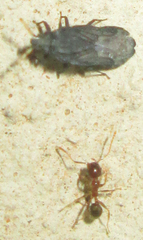 Aradus flavicornis