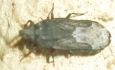 Aradus flavicornis