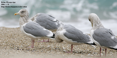 Larus argentatus vegae