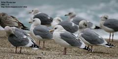 Larus argentatus vegae