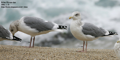 Larus argentatus vegae