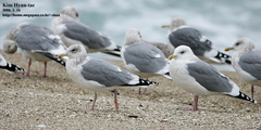 Larus argentatus vegae