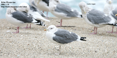Larus fuscus heuglini