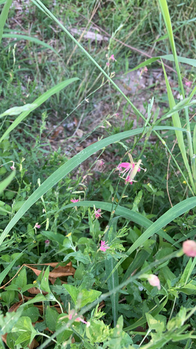 Drummond's beeblossom (Oenothera hispida)
