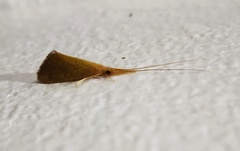 Calamoceratidae