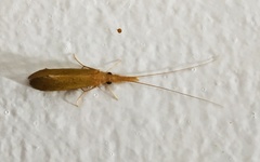 Calamoceratidae