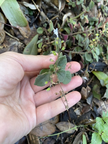 Plectranthus purpuratus, photograph 6