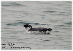 Synthliboramphus antiquus