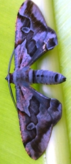 Hypochrosis binexata